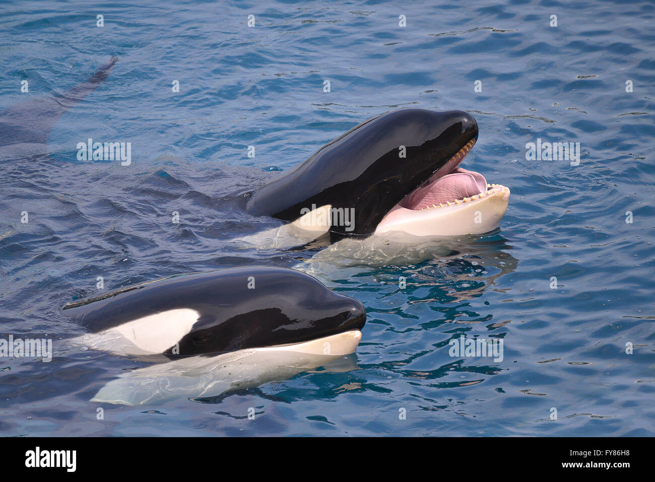 Nahaufnahme von zwei Schwertwale (Orcinus Orca) Mund im blauen Wasser zu öffnen Stockfoto