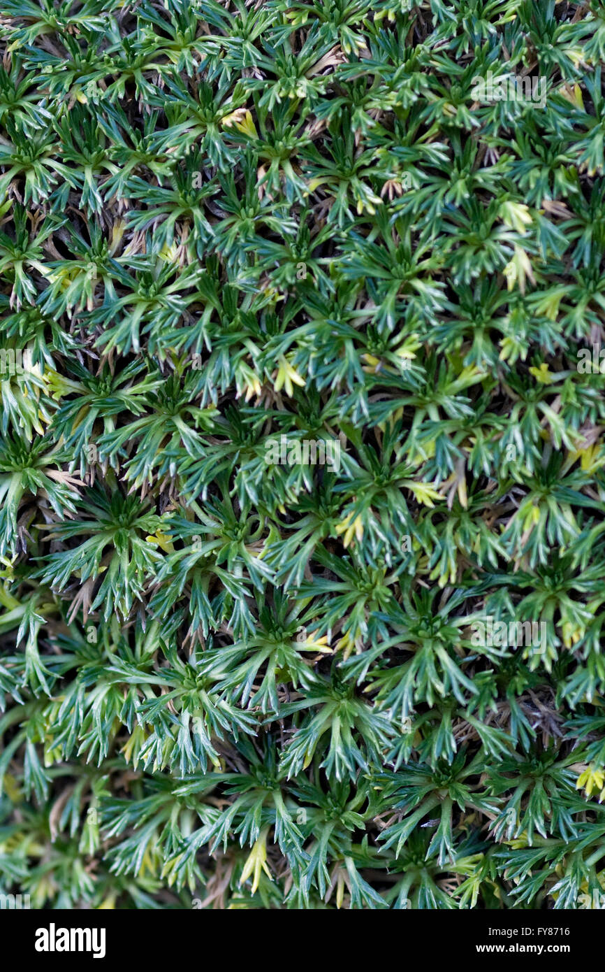 Azorella Trifurcata Apiaceae Stockfoto