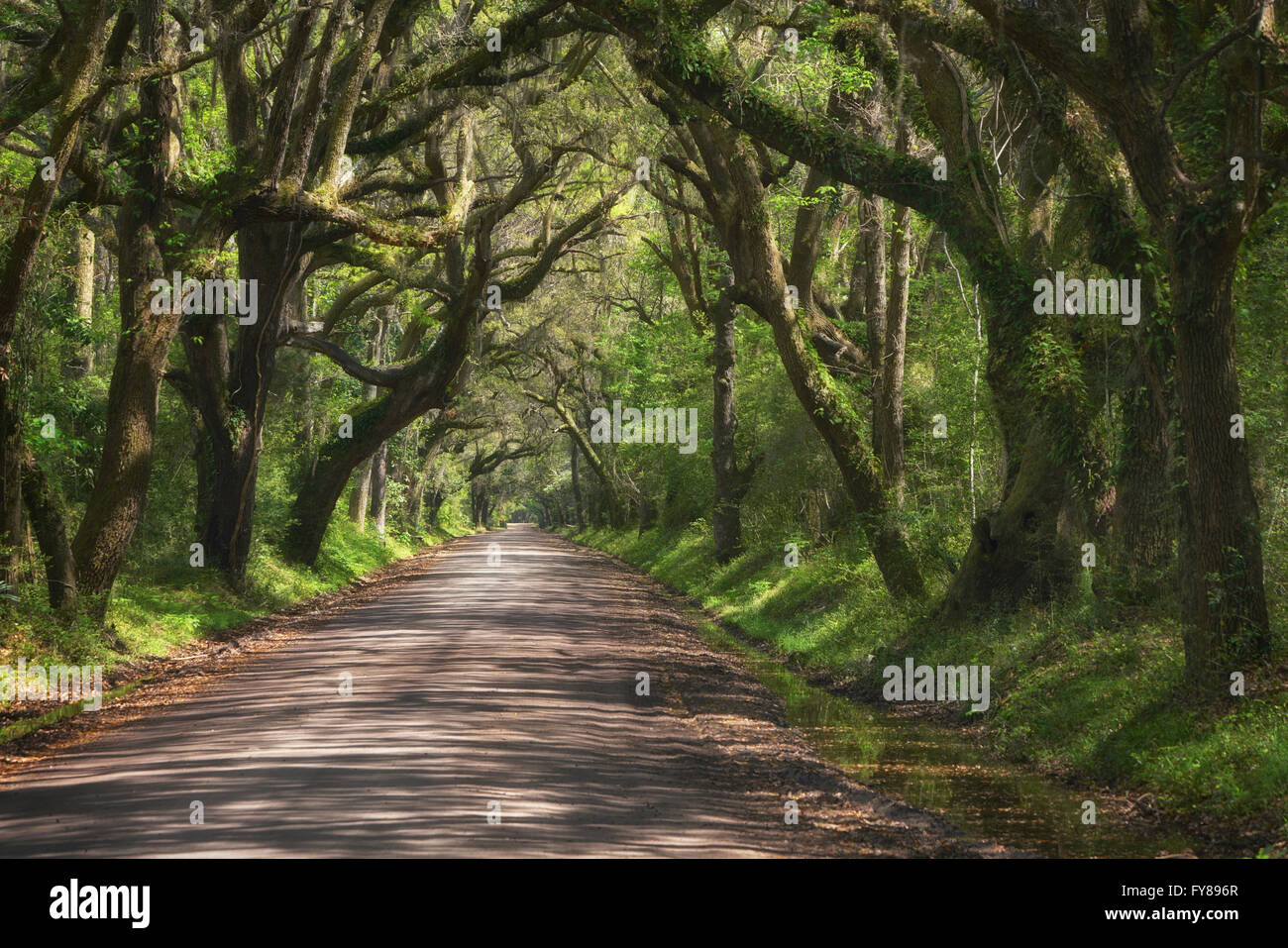 Eichen gesäumten Botany Bay Road auf Edisto Island in South Carolina Stockfoto