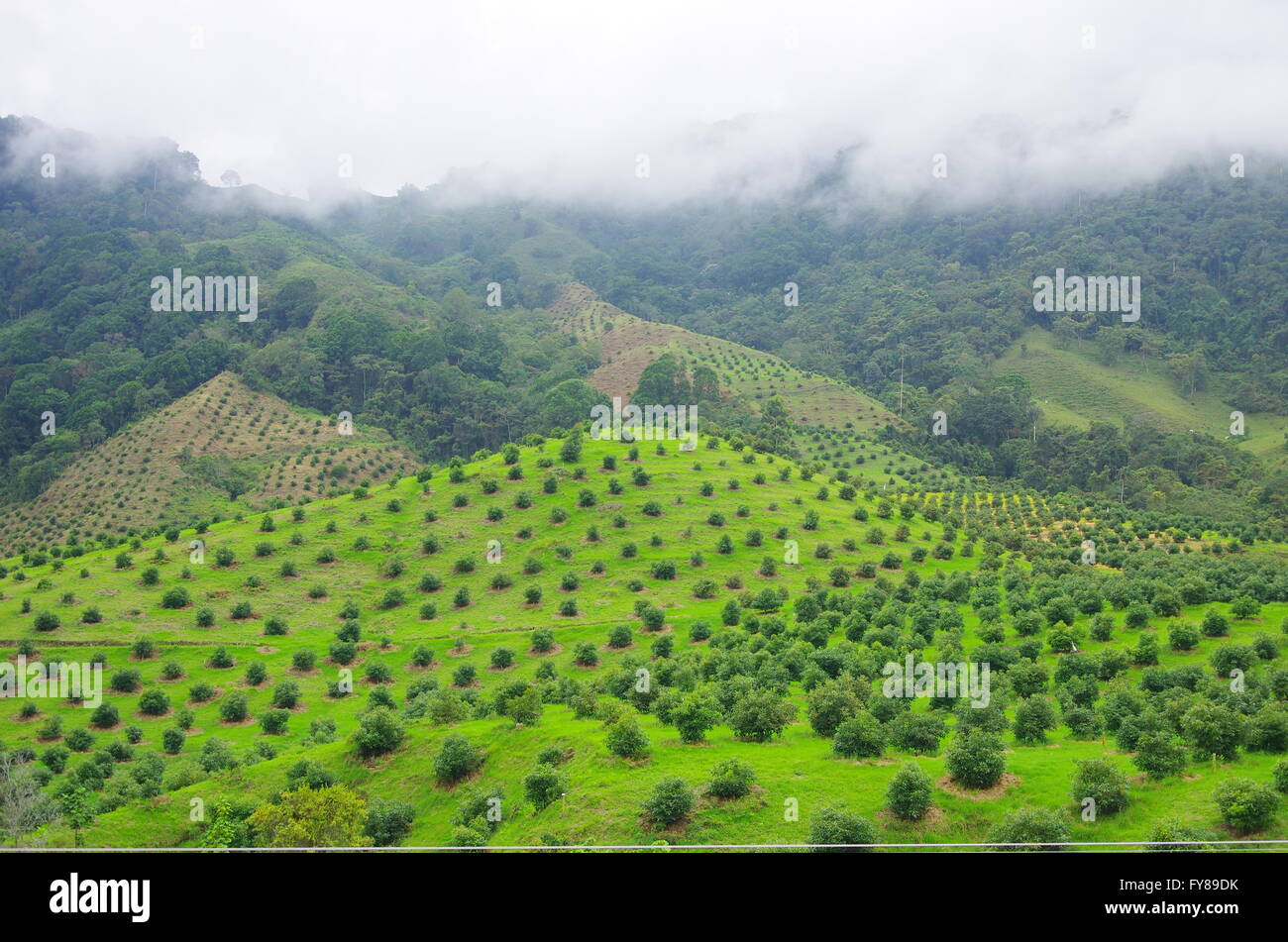 Avocado-Farm in Kolumbien Stockfoto