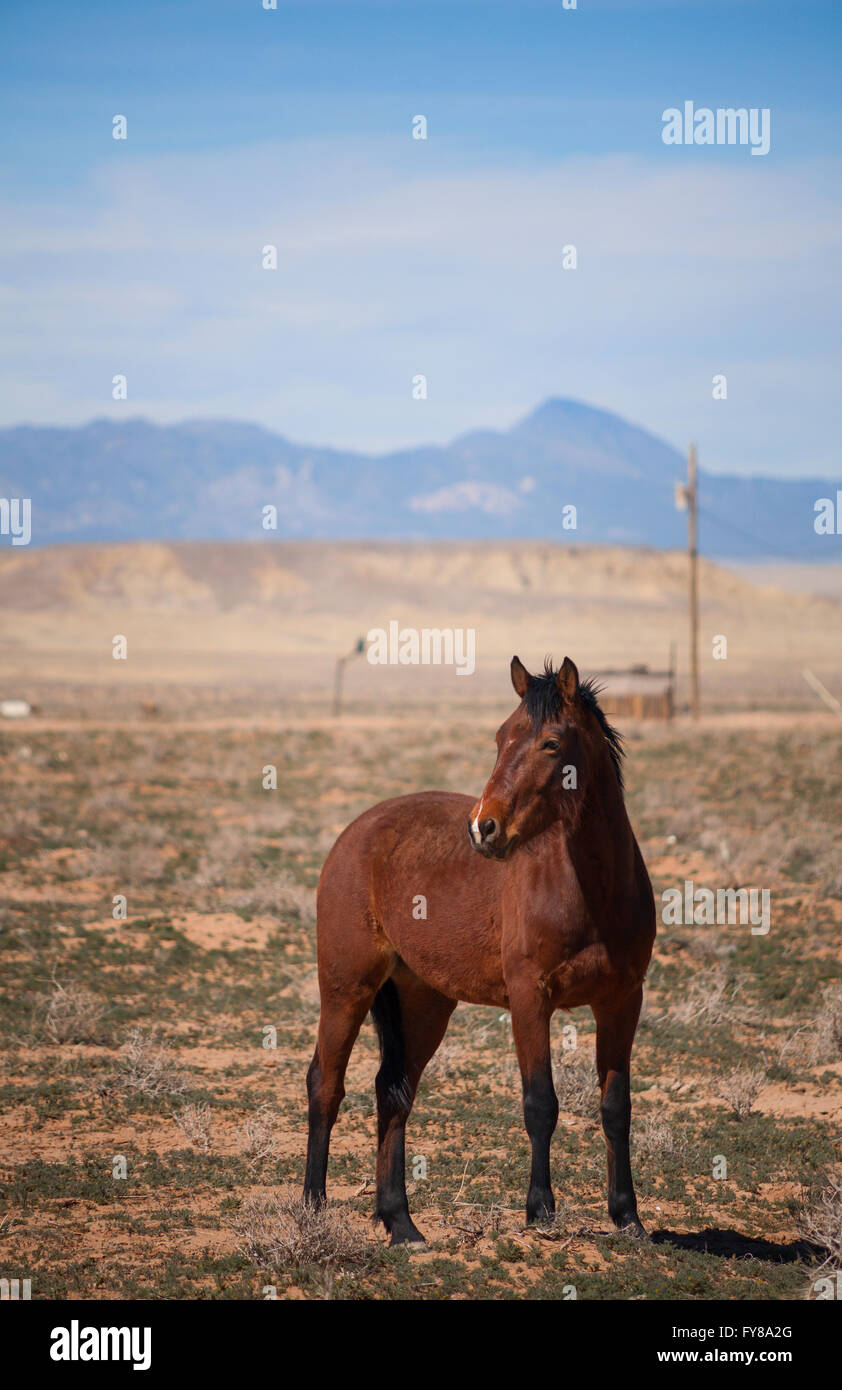 Ein Weibchen (Stute) Pferd (Equus Ferus Caballus) stehen in der Wüste. Shiprock, San Juan County, New Mexico, USA. Stockfoto