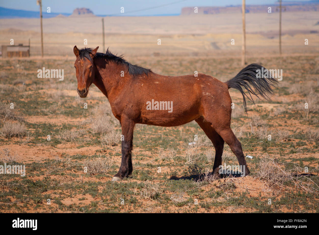 Ein Weibchen (Stute) Pferd (Equus Ferus Caballus) posiert mit ihrer Rute, aufgewachsen in der Wüste. Shiprock, San Juan County, New Mexico. Stockfoto