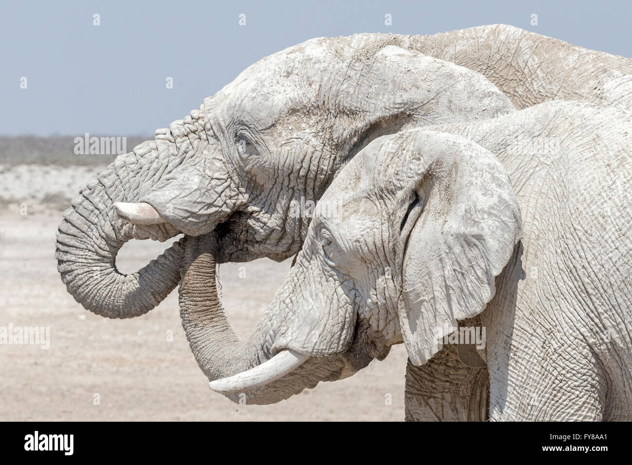 Der Etosha National Park, Namibia, stellt einen Stamm in den Mund eines anderen, "Ghost" Stier Elefanten, so genannt wegen der Weißheit des Tones als Sonnenschutz verwendet Stockfoto