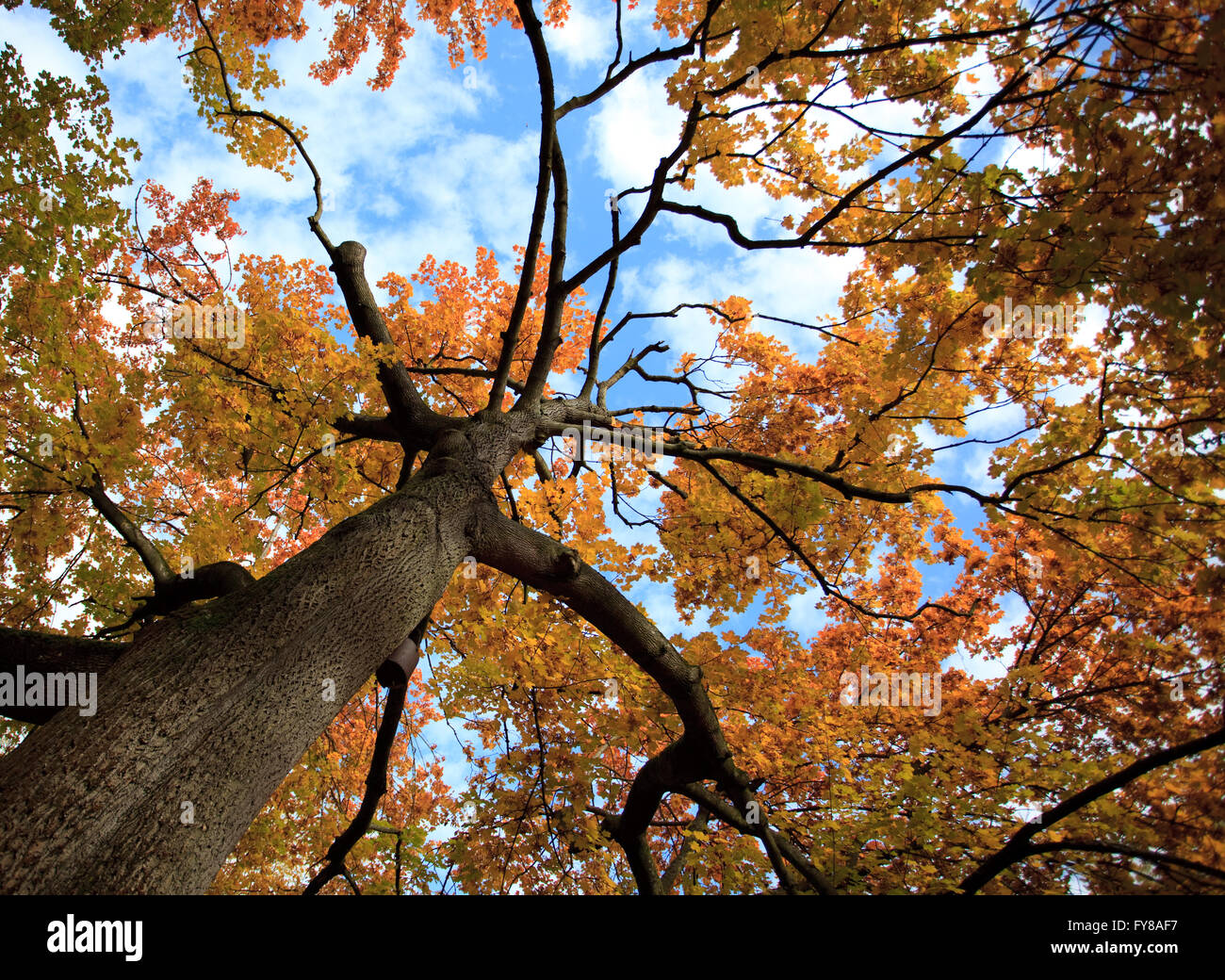 Baum von unten gesehen in herbstlichen Farben an einem sonnigen Tag Stockfoto