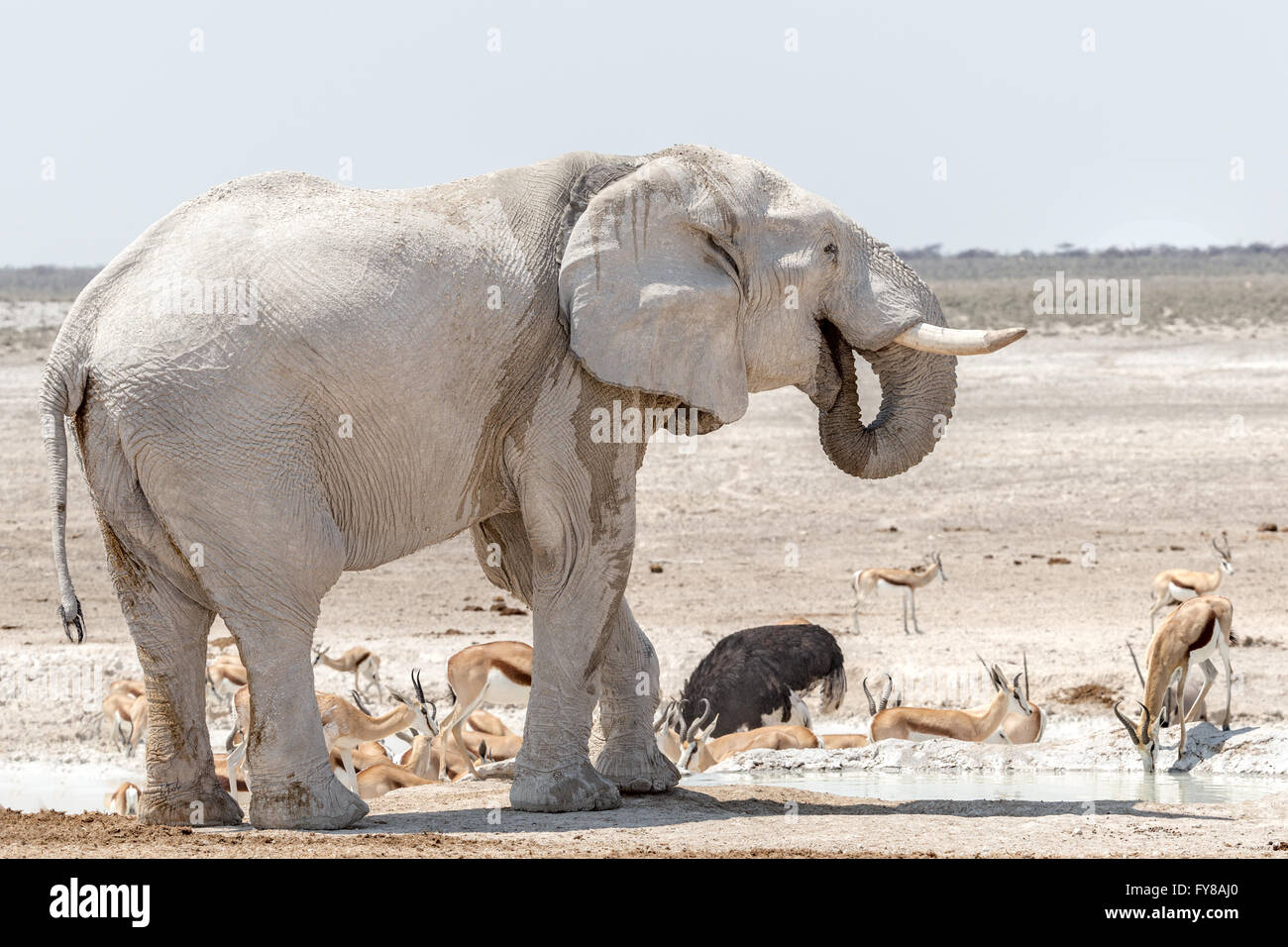 Stier 'Ghost' Elefant, durch die weiße Erde des Etosha National