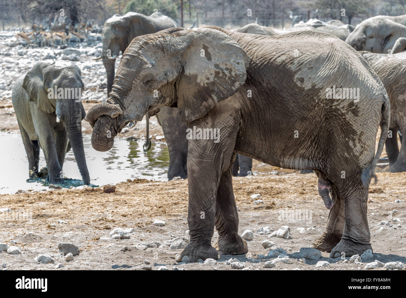 Young Elephant Touch-Face, oft ein Zeichen der Besorgnis, am Wasserloch, Etosha National Park, Namibia Stockfoto