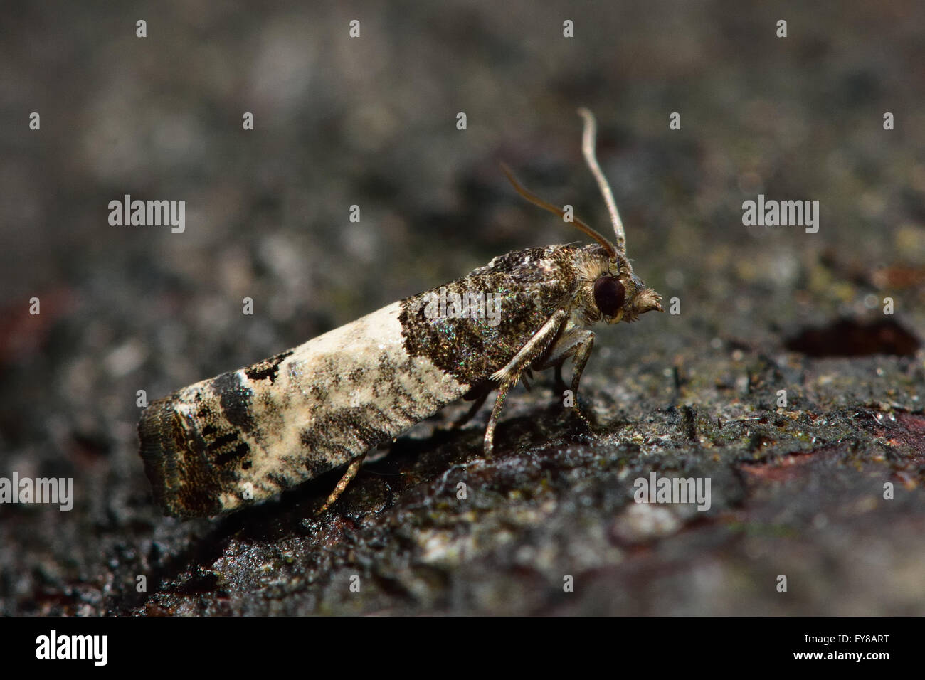 Epiblema Roborana Tortrix Mikro Motte. Kleine britische Insekt in der Familie Tortricidae, in der Reihenfolge Lepidoptera, in Ruhe Stockfoto