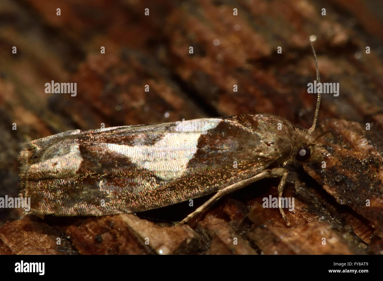 Epiblema Foenella Tortrix Mikro Motte. Kleine britische Insekt in der Familie Tortricidae, in der Reihenfolge Lepidoptera, in Ruhe Stockfoto