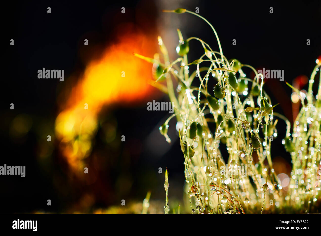 Wassertropfen auf dem Rasen in der Nacht Stockfoto