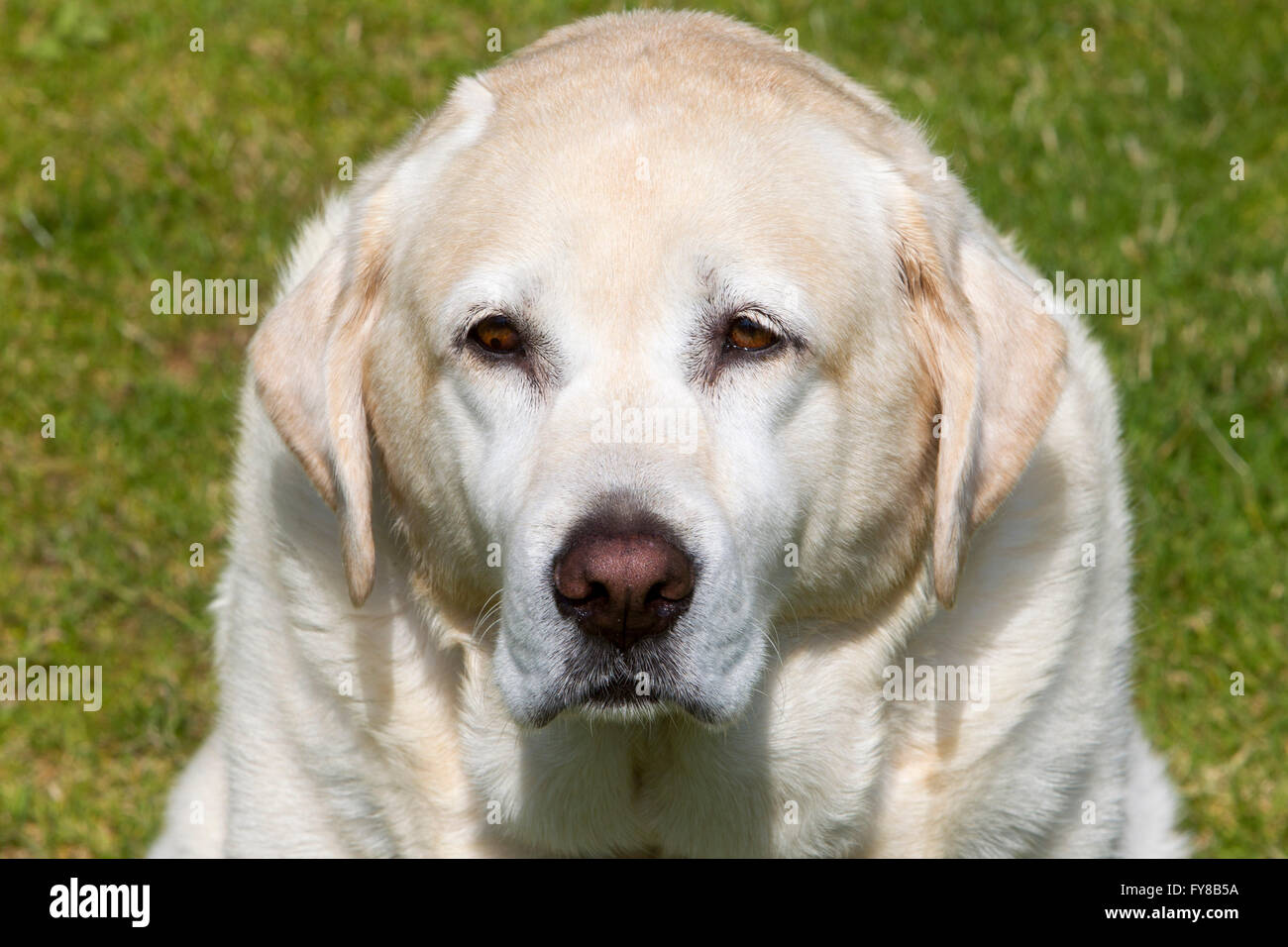 Trauriger Labrador Stockfoto