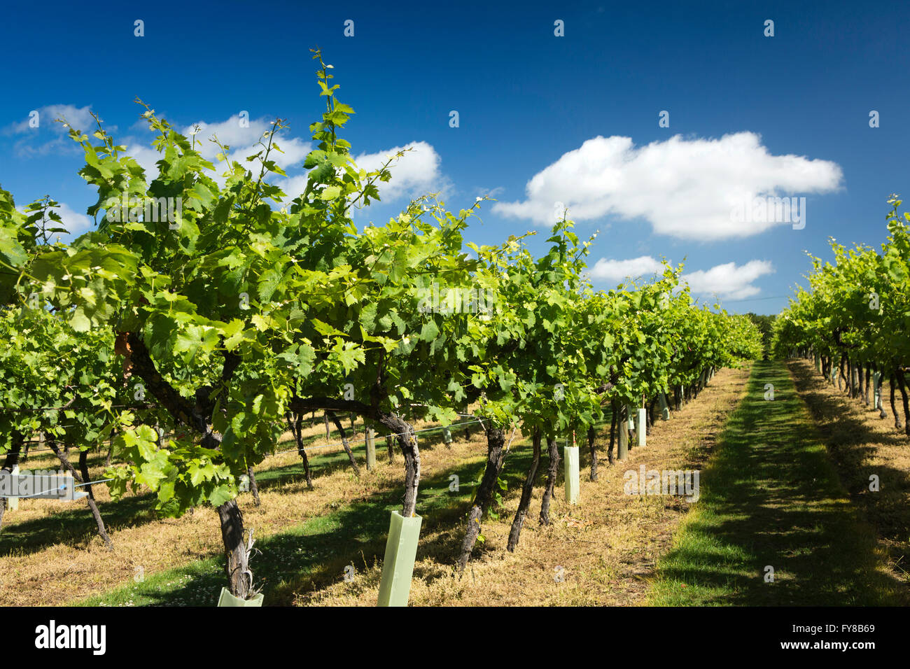 UK, Kent, Biddenden, Weinberg, Weinberge Stockfoto