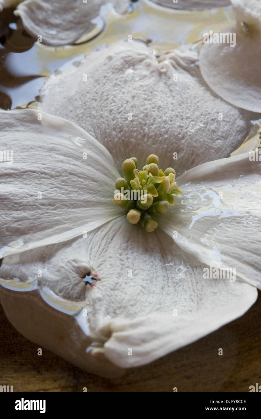 weiße Blumen auf Steinen Stockfoto