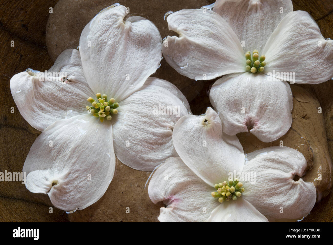 weiße Blumen auf Steinen Stockfoto