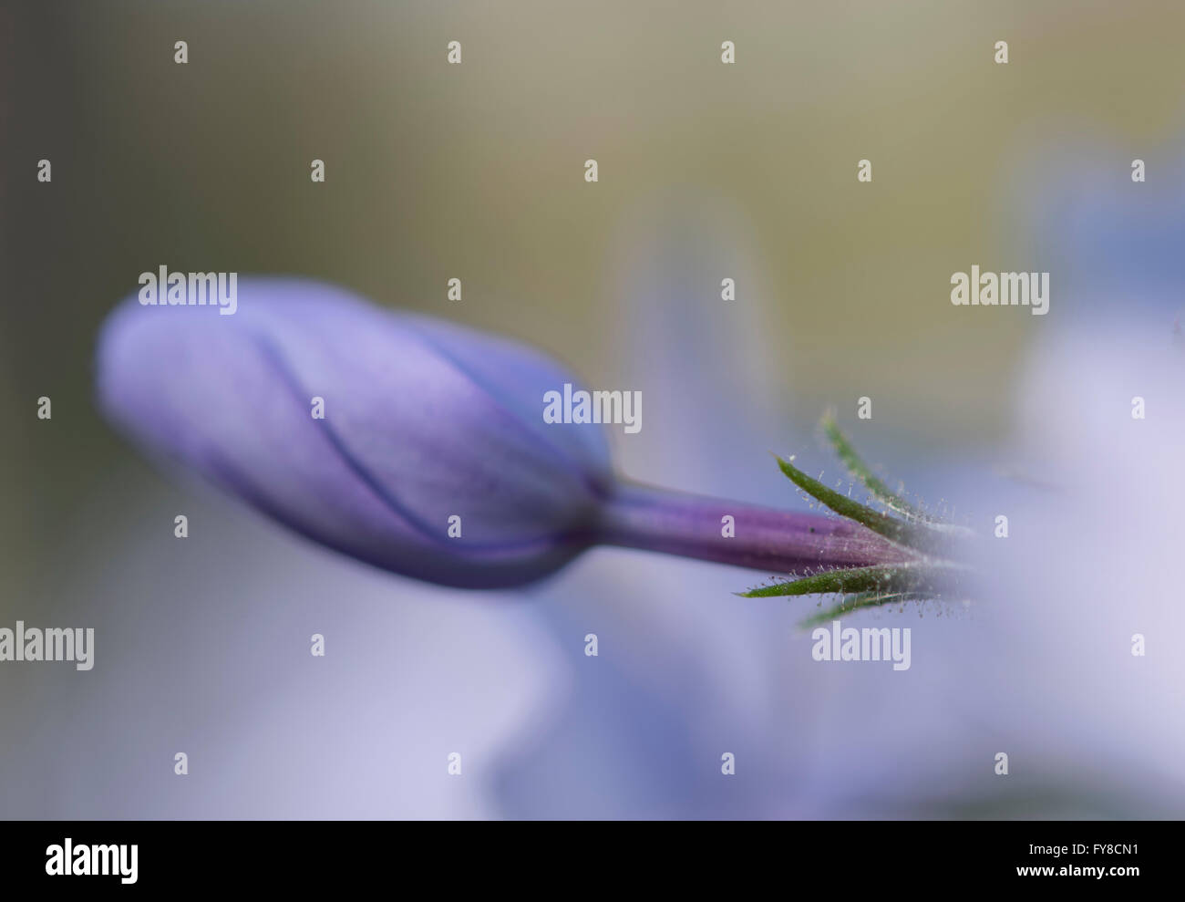 Lila Wildblumen Knospe Stockfoto