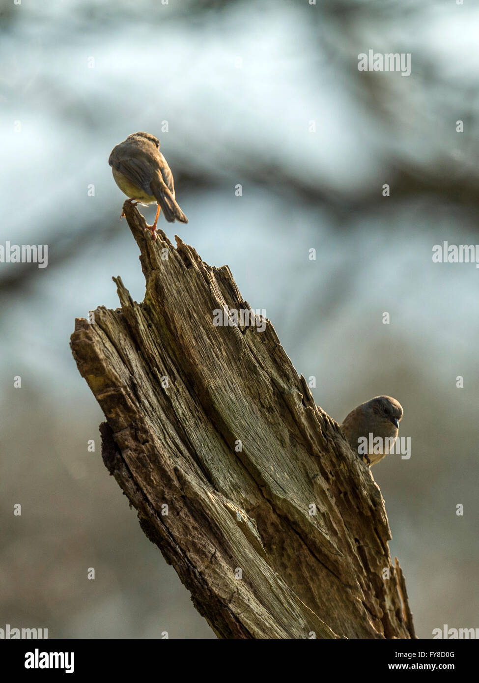 Schöne Dunnock (Phasianus colchicus) Nahrungssuche im Waldgebiet. "Epicted auf einem Baumstamm, isoliert gegen einen Wald Kulisse' Stockfoto