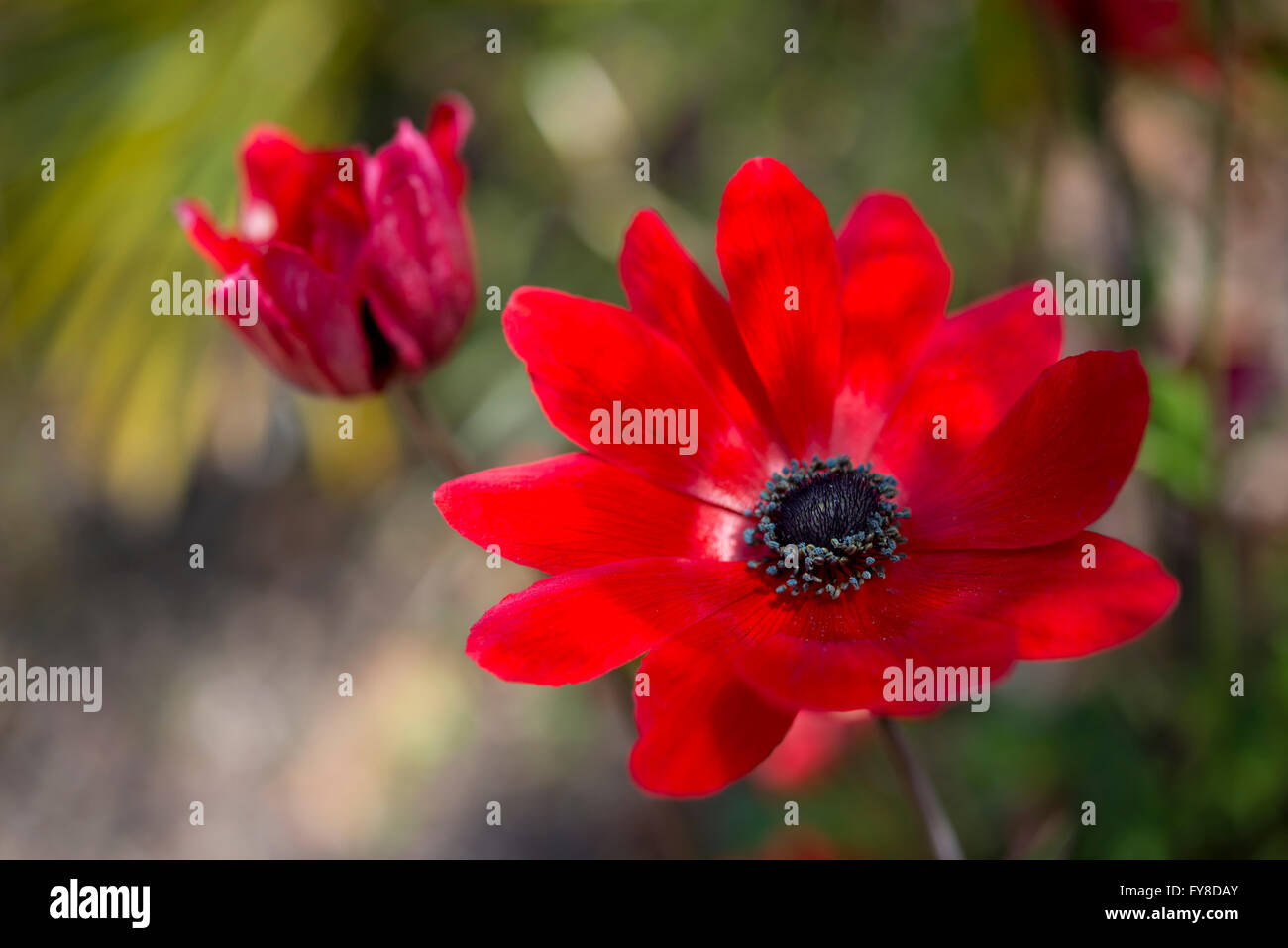 Nahaufnahme von einer reichen rote Anemone Blüte im Frühjahr. Stockfoto