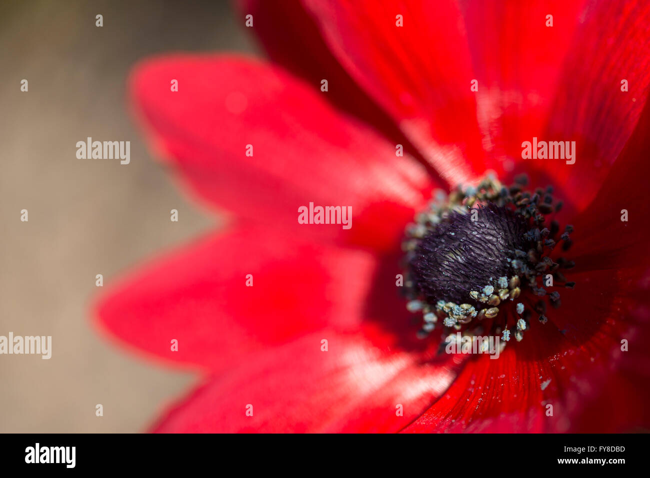 Nahaufnahme von einer reichen rote Anemone Blüte im Frühjahr. Stockfoto