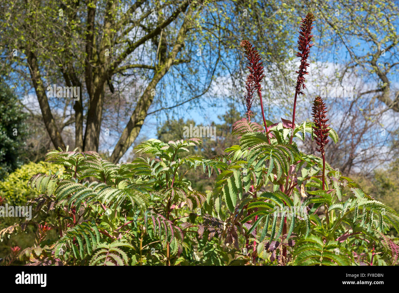 Blühende Melianthus Major, eine zarte strauchartigen Pflanze im Frühlingssonnenschein. Stockfoto