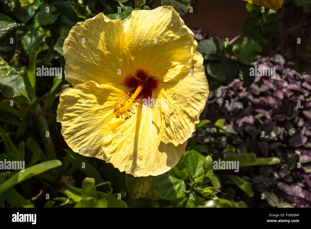 Yellow hibiscus state flower hawaii Fotos und Bildmaterial in hoher