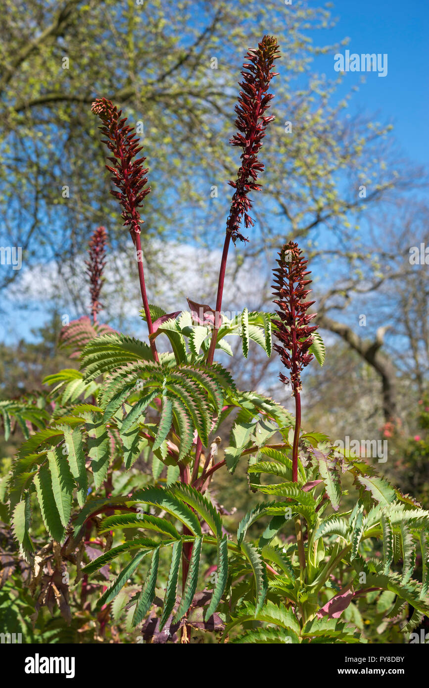 Blühende Melianthus Major, eine zarte strauchartigen Pflanze im Frühlingssonnenschein. Stockfoto