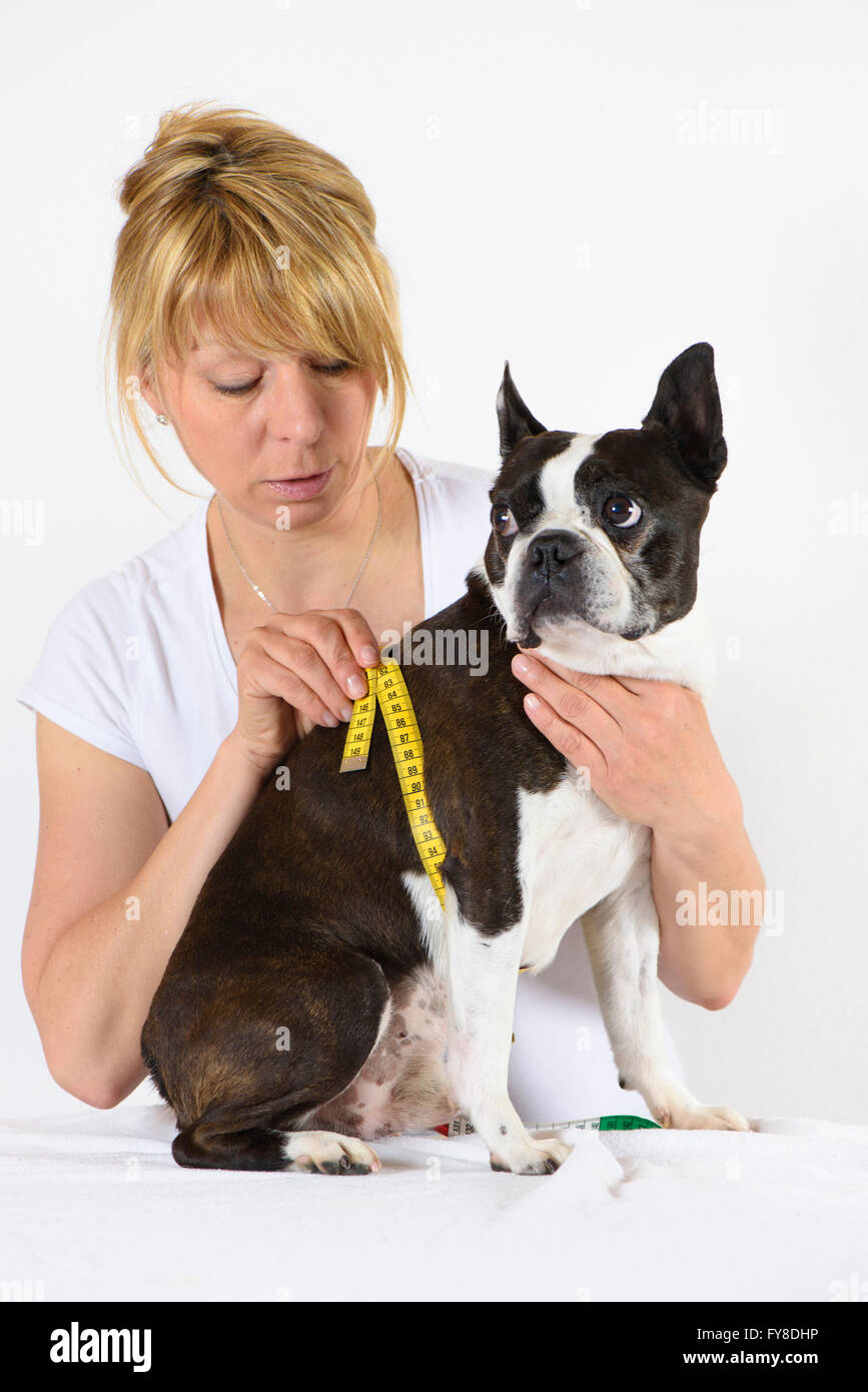 Boston Terrier Hund beim Tierarzt Stockfoto