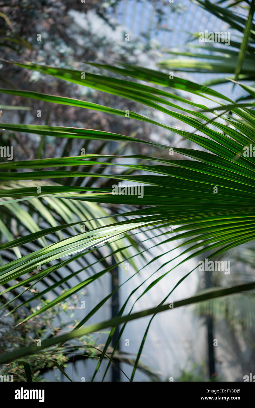 Abstraktes Bild Palme Blätter wachsen in einem Gewächshaus in England. Stockfoto