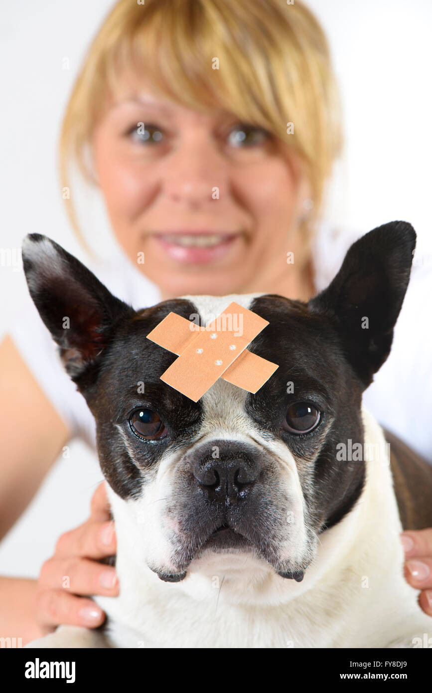 Boston Terrier Hund beim Tierarzt Stockfoto