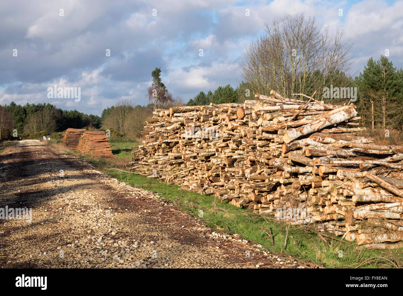 Gestapelte Protokolle warten auf Transport, Rendlesham Forest, Suffolk, UK. Stockfoto