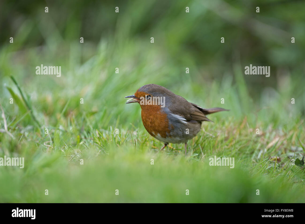 Robin-Erithacus Rubecula ernährt sich von Erde. Frühling. UK Stockfoto