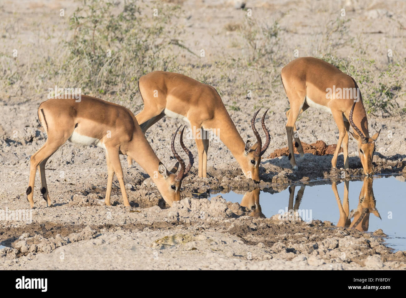 Jungherde, Schwarzgesichtes Impala, am Wasserloch, Etosha National Park, Namibia Stockfoto