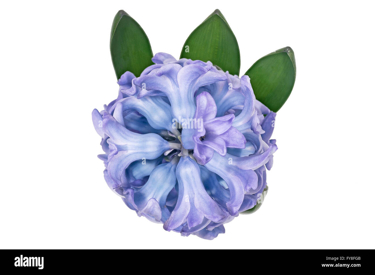 Blaue Hyazinthe Blume Stockfoto