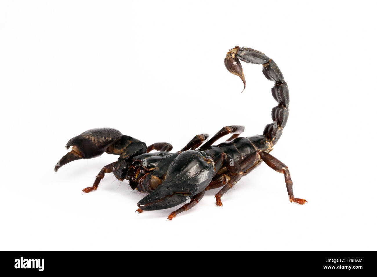 Scorpion auf weißem Hintergrund Stockfoto