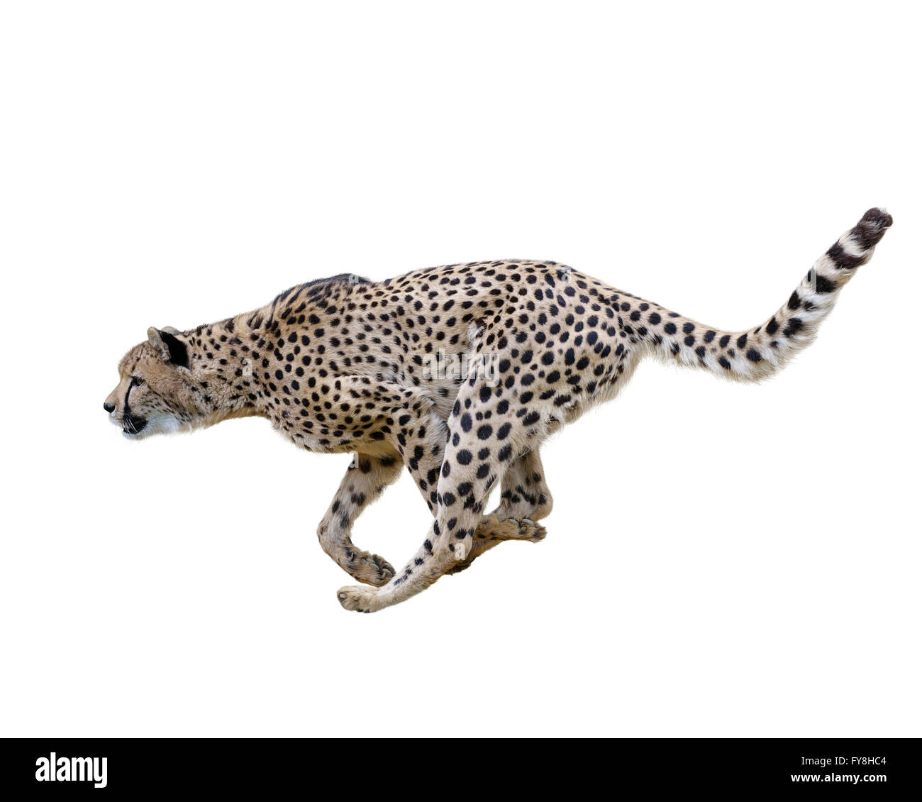 Gepard läuft, Isolated on white Background Stockfoto