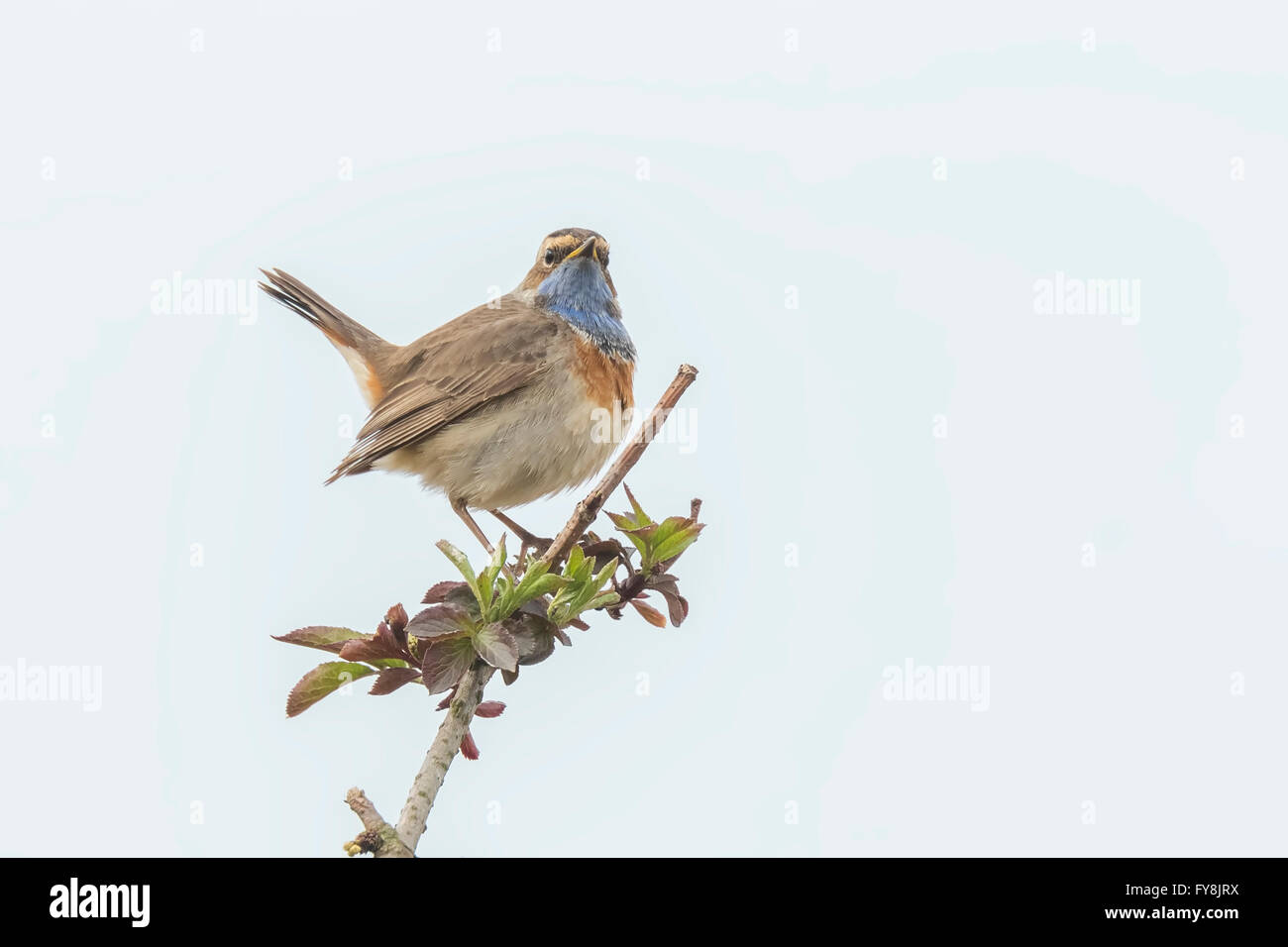 Ein blau-Kehle Vogel (Luscinia Svecica Cyanecula) singen, ein Weibchen während der Brutzeit im Frühjahr zu gewinnen Stockfoto