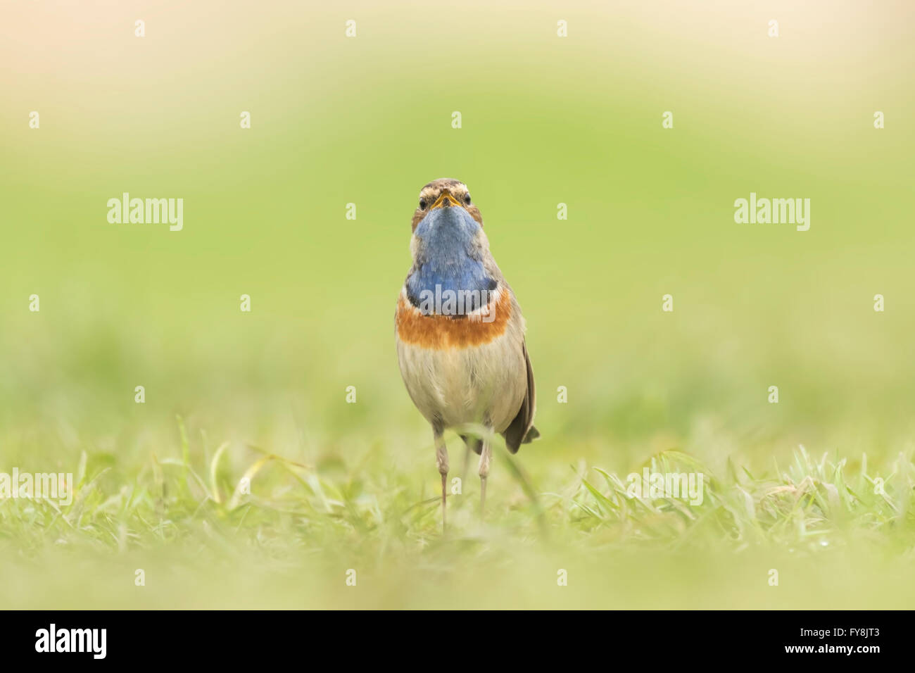 Ein blau-Kehle Vogel (Luscinia Svecica Cyanecula) auf Nahrungssuche in Rasen auf der Suche nach Insekten während der Brutzeit im Frühling Stockfoto