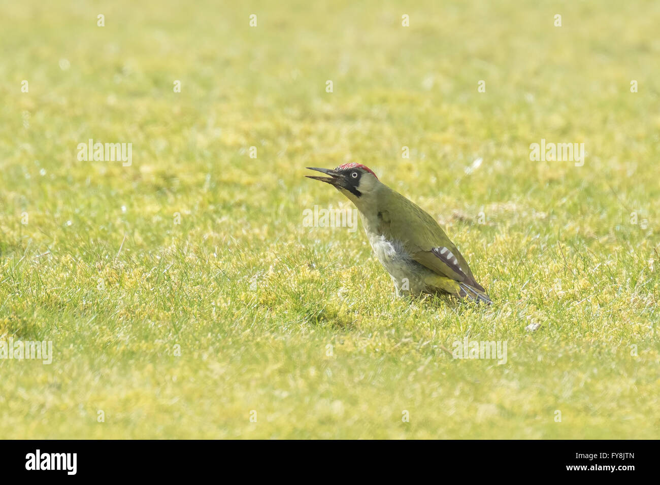 Männlichen und weiblichen europäischen Grünspechte (Picus Viridis) auf Nahrungssuche auf einer grünen Wiese, auf der Suche nach Insekten auf der Wiese. Stockfoto