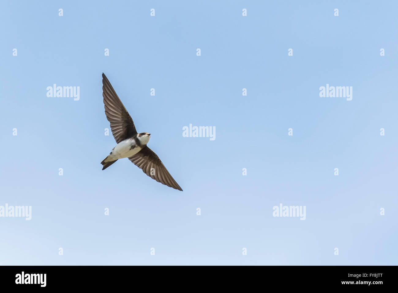 Sand Martin Riparia Riparia, auch bekannt als Bank Schwalbe im Flug, schweben in den Himmel auf der Suche nach Beute. Stockfoto