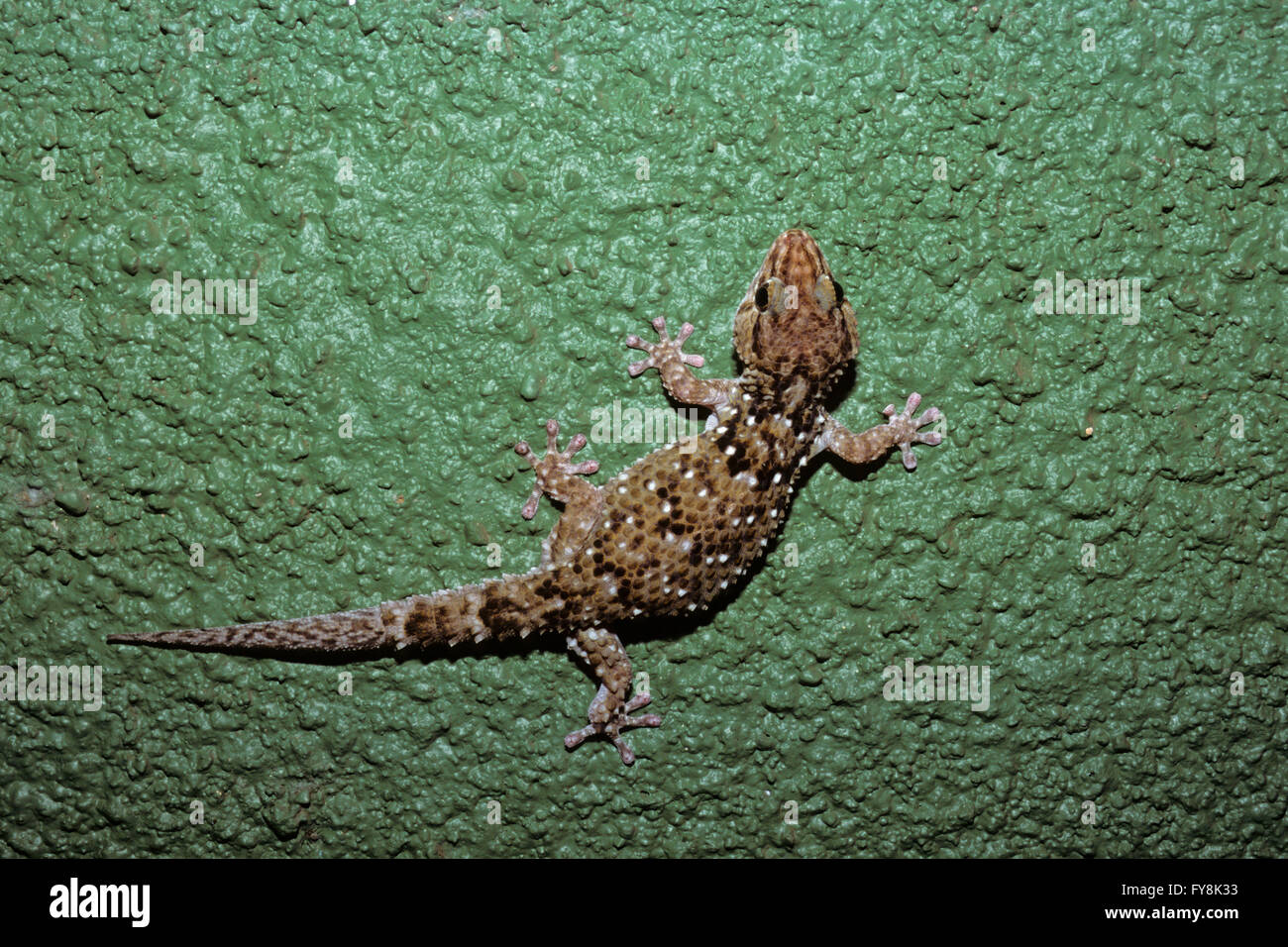 Maurischer Gecko (Tarentola Mauritanica) an der Wand, Afrika Stockfoto