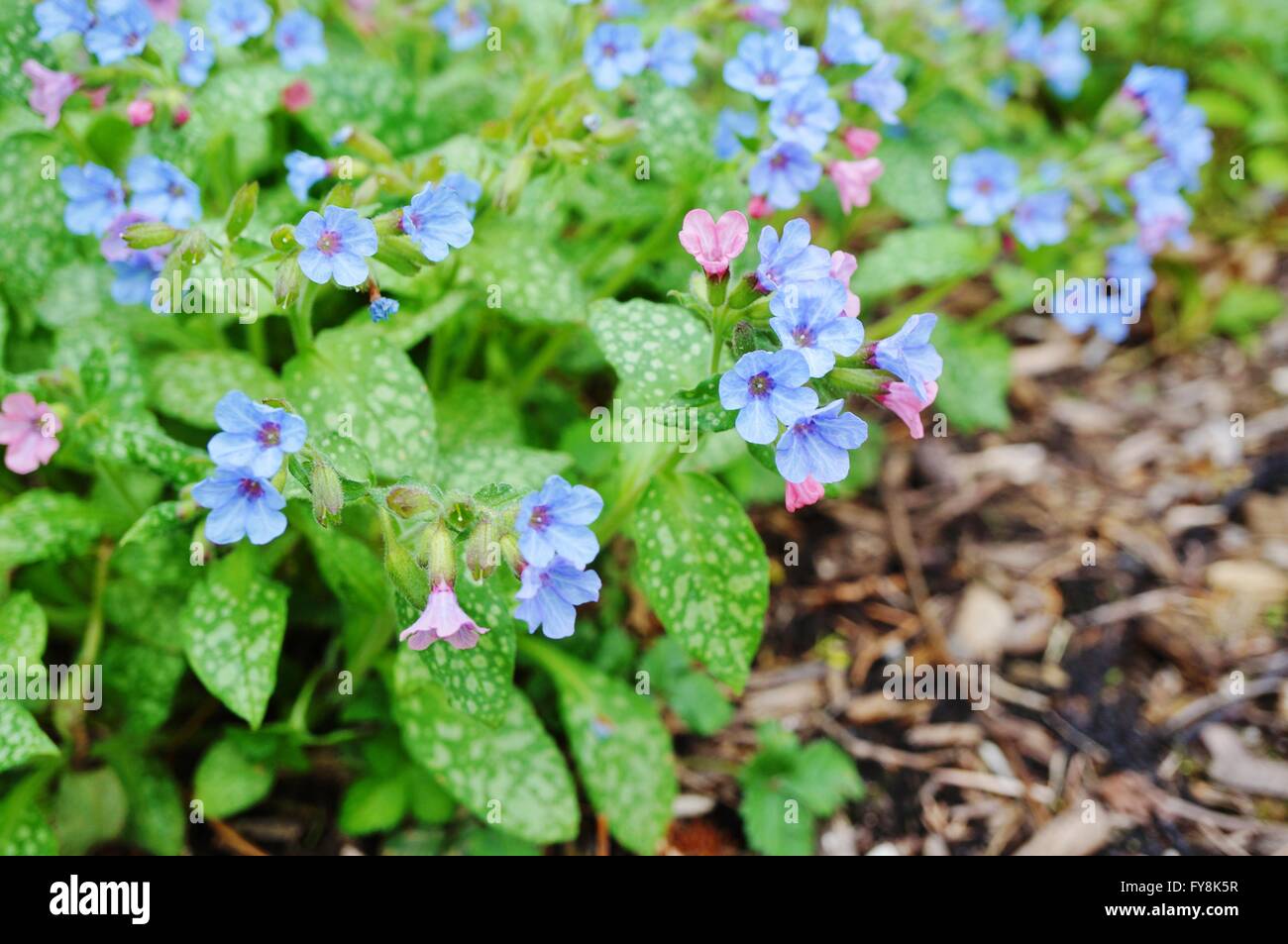 Pulmonaria (Lungenkraut) lila Blumen Stockfoto