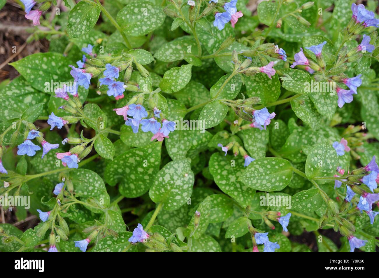 Pulmonaria (Lungenkraut) lila Blumen Stockfoto