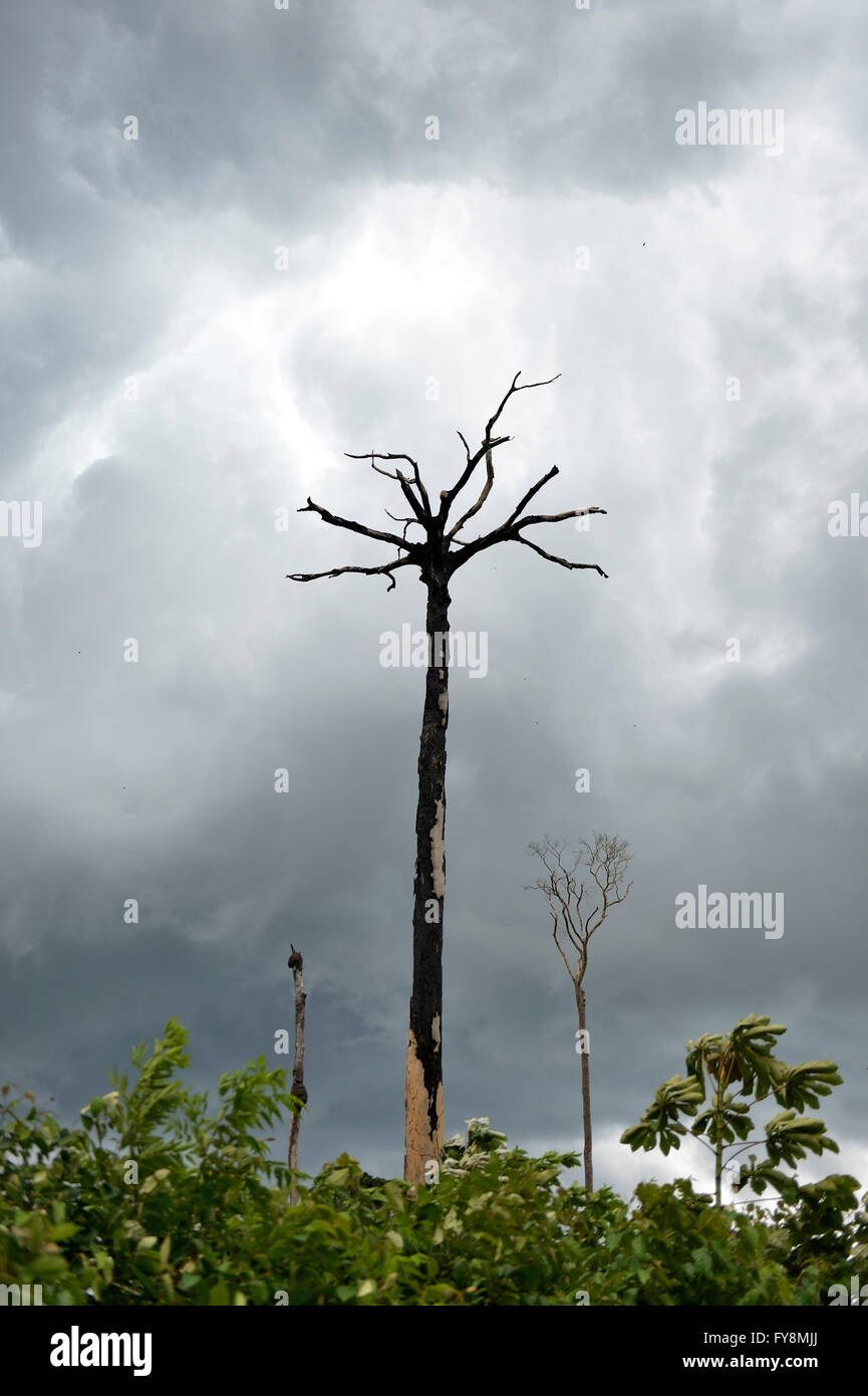 Brasilien, Para, Amazonas-Regenwald, Schrägstrich und brennen, tot Paranuss Baum Stockfoto