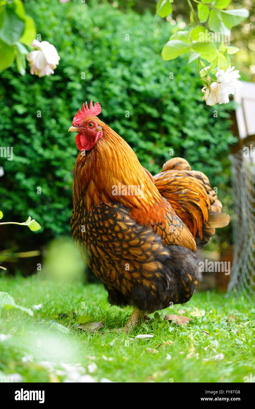 Hahn auf Wiese Stockfoto