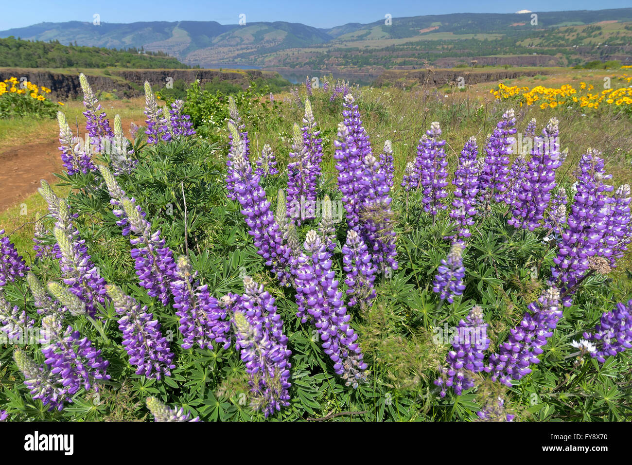 Breit-Blatt Lupine Blumen in voller Blüte am Columbia River Gorge im Frühling Stockfoto