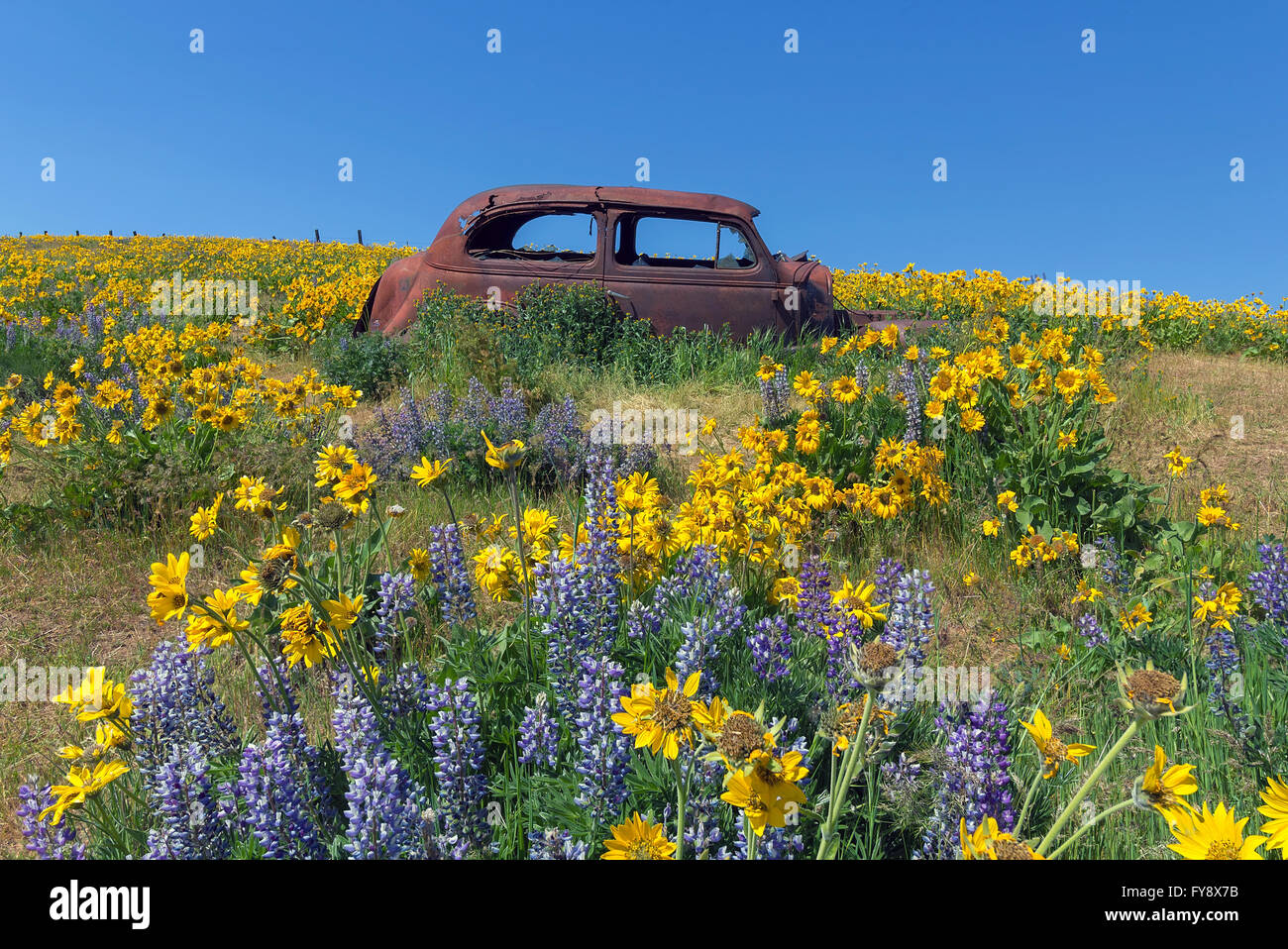 Verlassene rostigen alten Auto unter Lupine und Balsamwurzel Wildblumen im Columbia Hills State Park im US-Bundesstaat Washington im Frühjahr Stockfoto