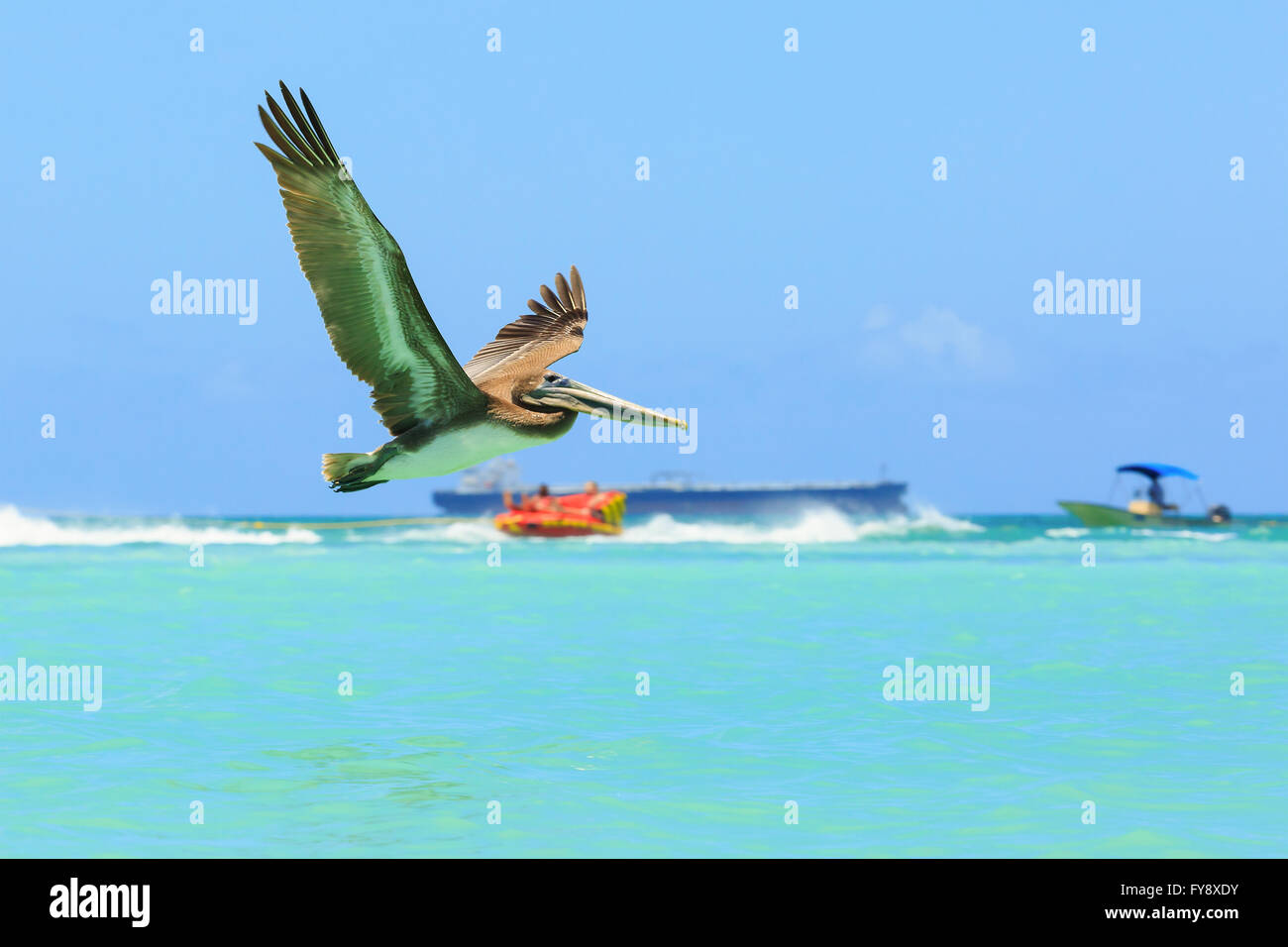 Pelikan im Flug, die Fische zu fangen Stockfoto