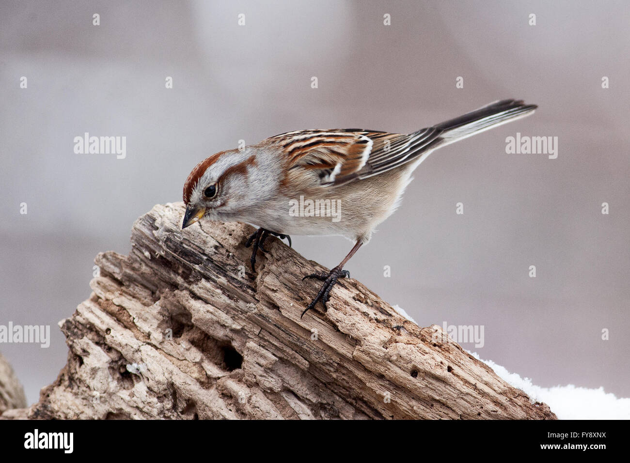 Song sparrow Vogel thront auf Verrotteten Baumstamm Stockfoto