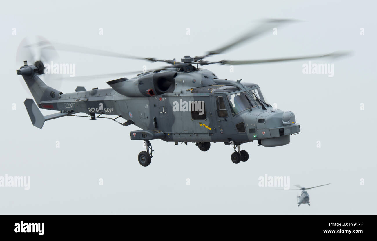 Royal Navy Wildcat Hubschrauber bei Newquay Flughafen/RAF Str. Mawgan, während des Trainings Griffen Streik Stockfoto