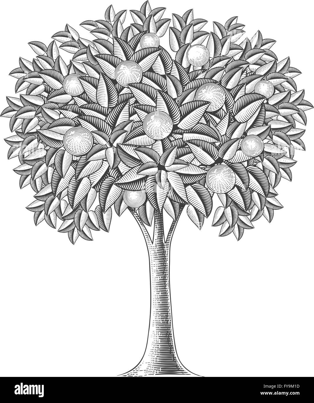 Obstbaum in Gravur Stil Stock Vektor