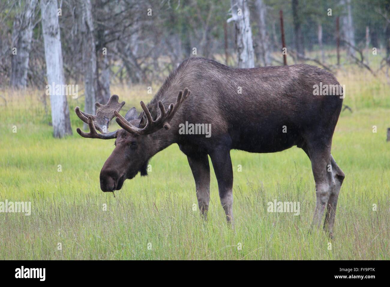 Alaska-Elch Stockfoto