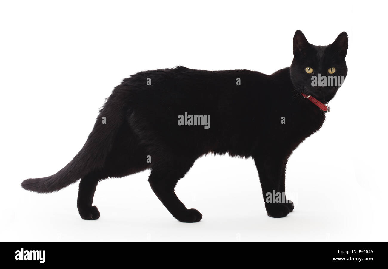 Black Cat stehen und schaut in die Kamera, isoliert auf weiss Stockfoto